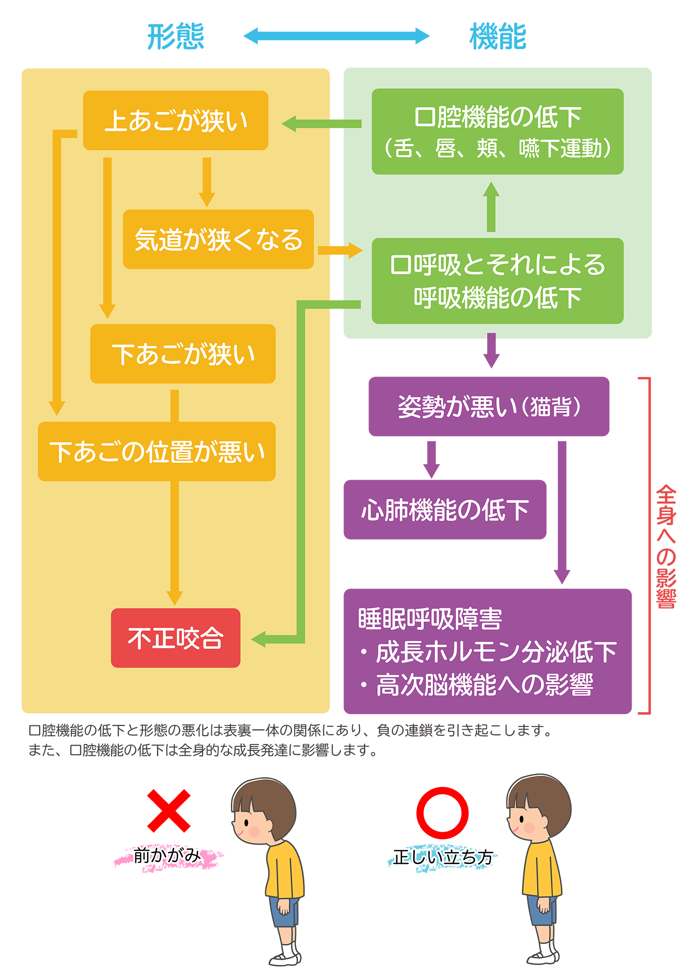 矢口渡・池上・武蔵新田、のびのび歯科・矯正歯科で顎の成⻑不⾜が及ぼす悪影響の解説